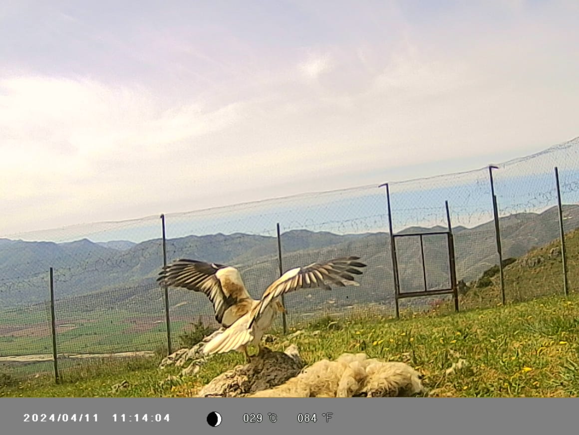 An exclusive meal for the #Egyptianvulture at Drino Valley's feeding station! 🍽️ Operating for 5 years, this spot remains a favorite haunt for this #endangeredspecies.