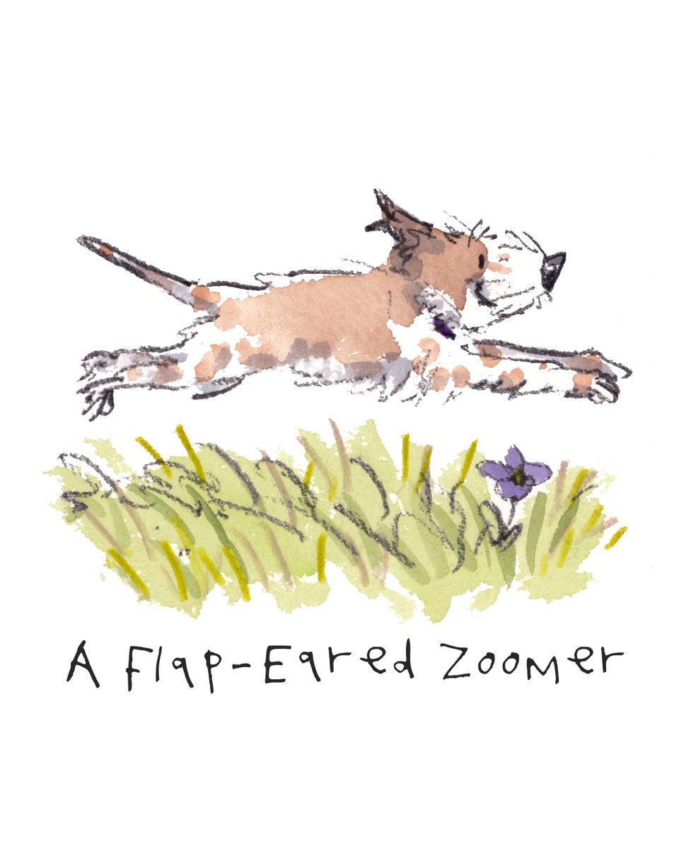 I hope that you are having a really super fab day so far, lovely people. 
The flap-eared zoomer is a delightful breed. Full of fun. Have you ever met one?  
I'm wishing you the very best for the rest of your day. 
#hoorayfordogs #zoom