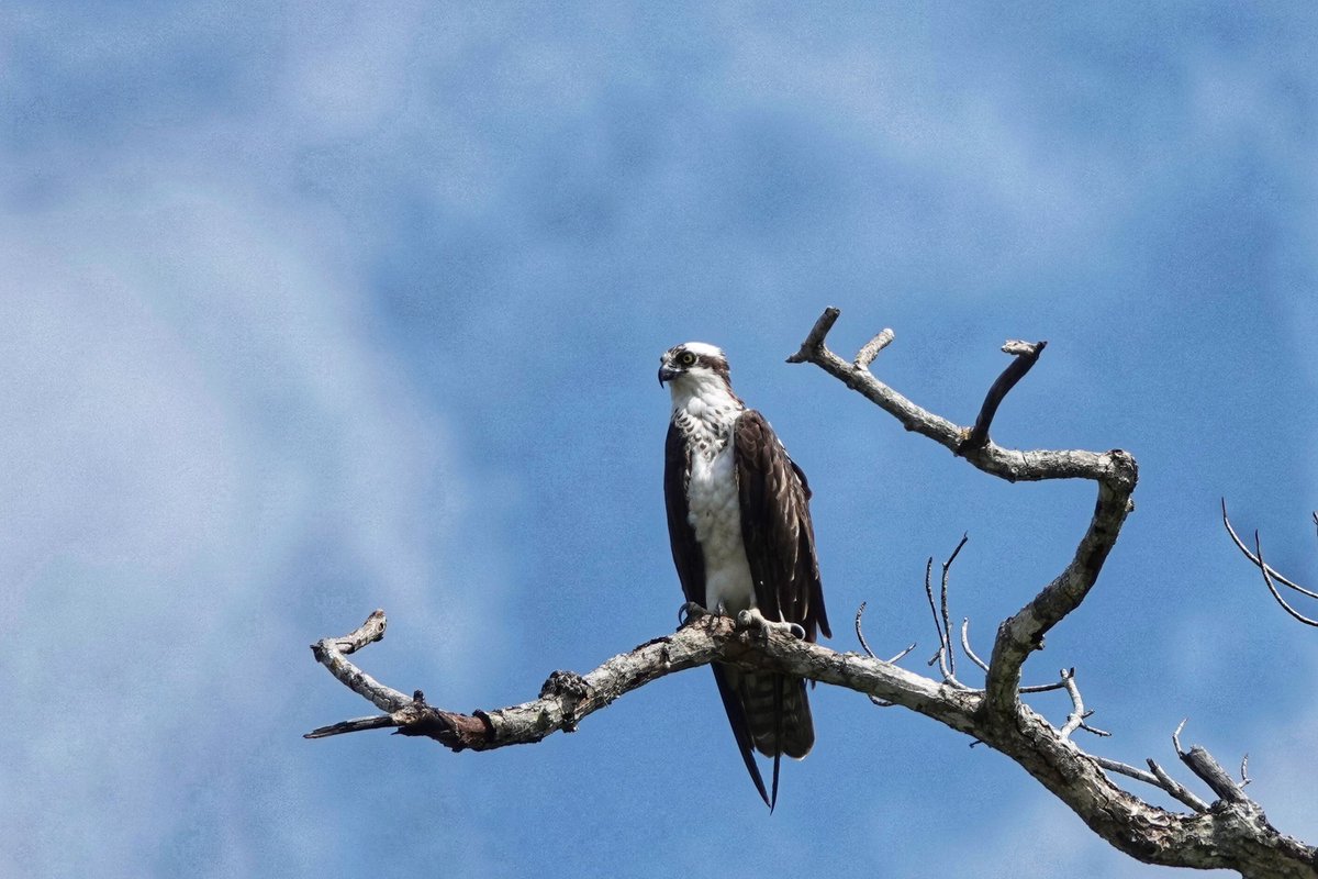 AlanDaviesbirds's tweet image. Amazing to watch an Osprey from the window here in Llandudno, Wales. It even landed briefly, first one I have seen to that here! Love bird migration! Library picture today’s bird a bit distant. #birding #birdwatching #birdmigration