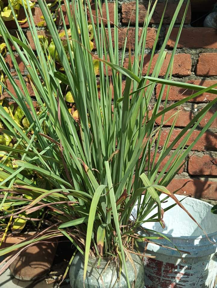 ये चाय बनाने में प्रयोग होता है।
किसको पता है इसका नाम❓