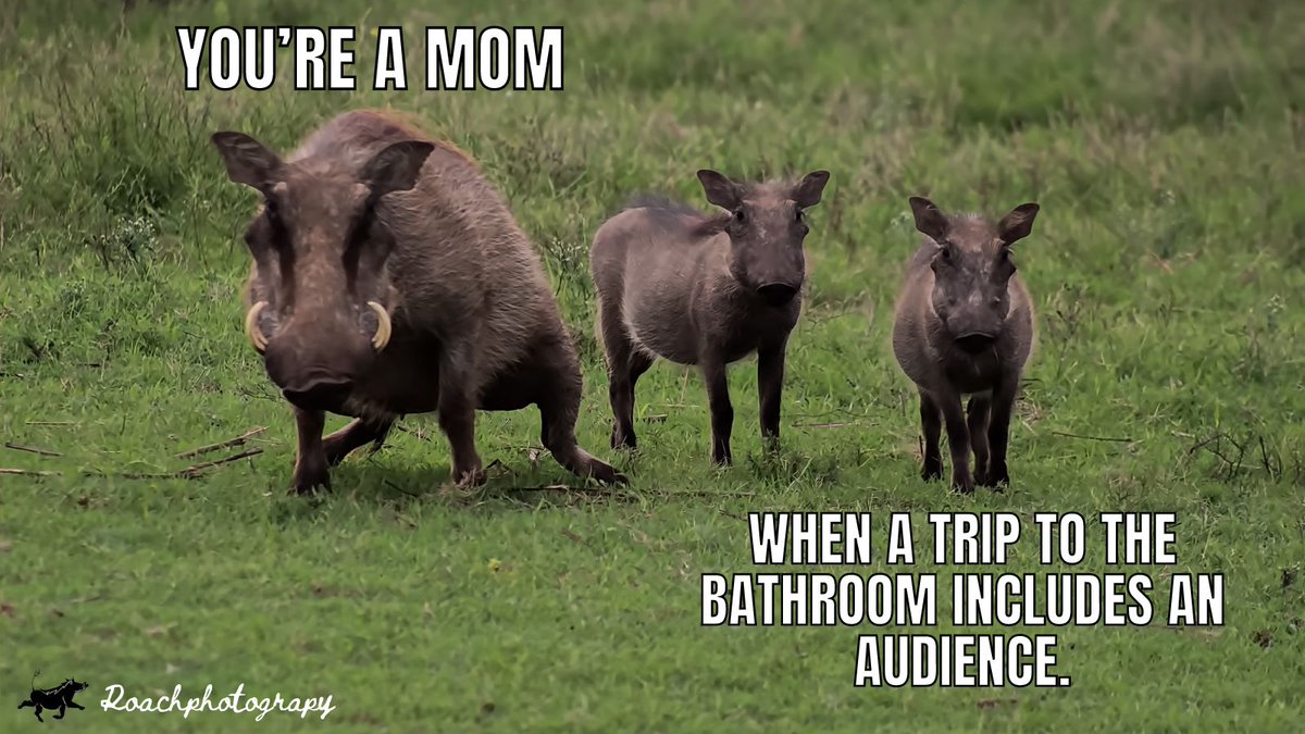 Parenting 101.📸Roachphotography #meme #NaturePhotography #wildearth #mommylife #blupebblestours #roachphotography #warthhog