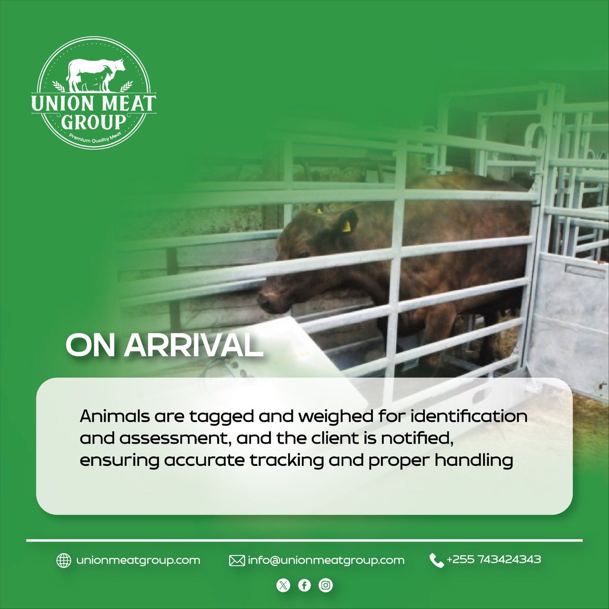 unionmeatgroup's tweet image. From the moment they arrive, every animal at Union Meat Group is tagged and weighed, ensuring precise identification and top-notch care.  This information is shared to clients via SMS and/or email. #QualityAssurance #Traceability #UnionMeatGroup