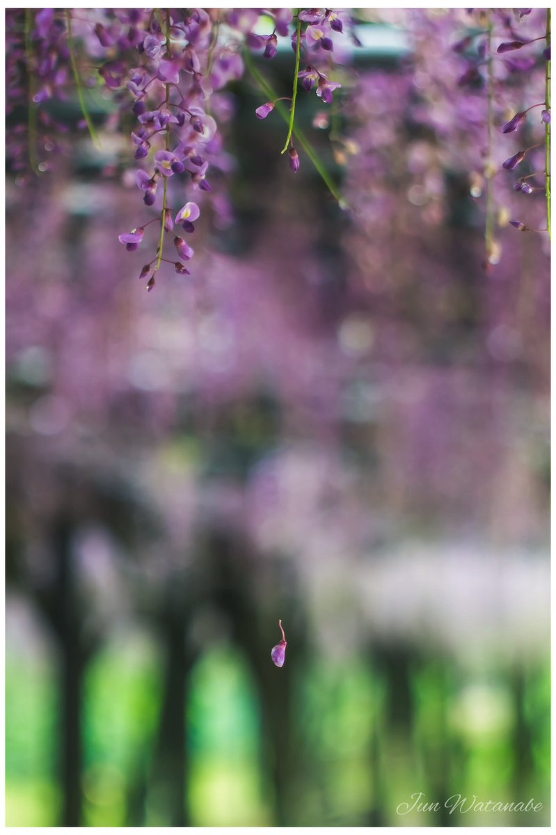 Camera:Panasonic Lumix DC-GX7MK3 Lens:PETRI C.C Auto 55/1.4 #snapshot #flower #flowerphotography #naturephotograhpy #landscapephotography #oldlens #lumix #花 #藤 #スナップ写真 #オールドレンズ #カメラ好きな人と繋がりたい #写真好きな人と繋がりたい #キリトリセカイ