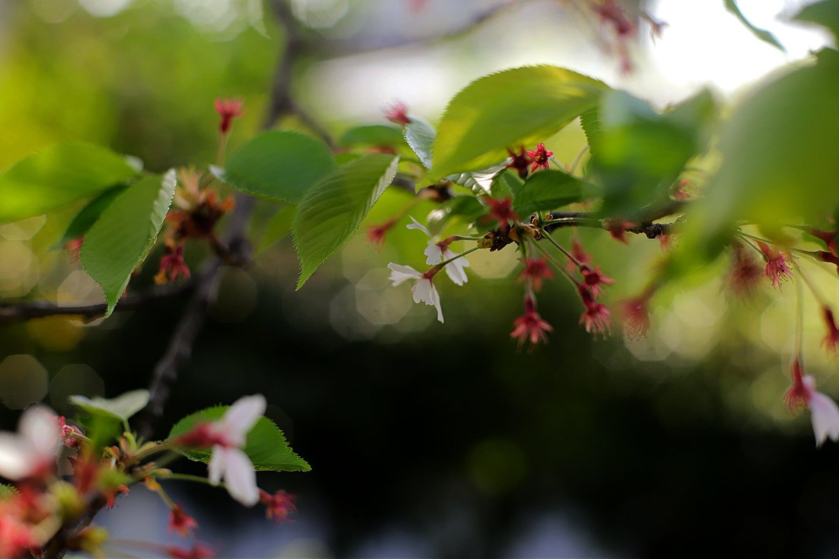 仮眠します😴
 #CANONphotographer  #オールドレンズ