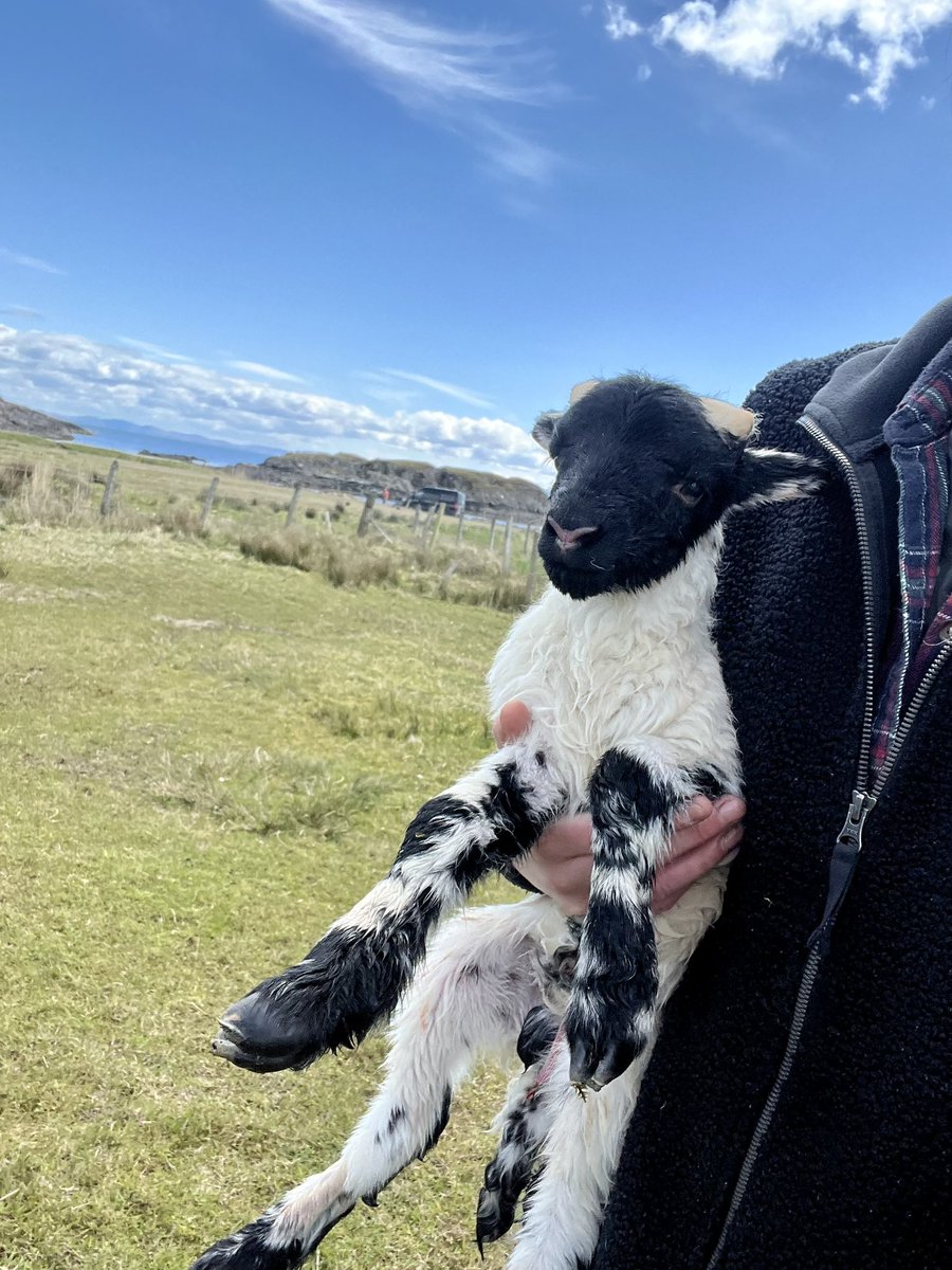 Afternoon & welcome to the world little one 🐑 #lambing