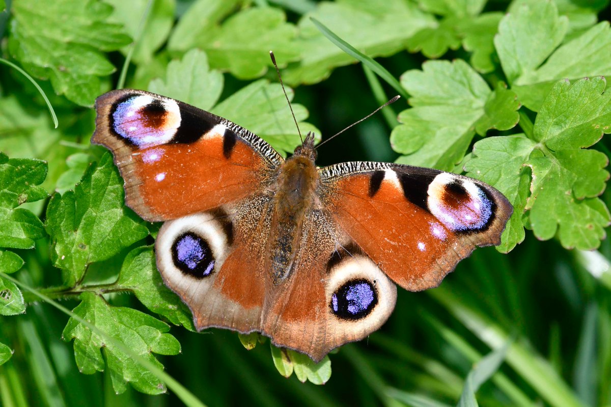 The good condition of this Peacock Butterfly Aglais io, photographed in a small London park earlier today, suggests that it has been mostly sheltering from the poor weather since it emerged from hibernation. Hardly any wing margin damage, and not many scales missing either.