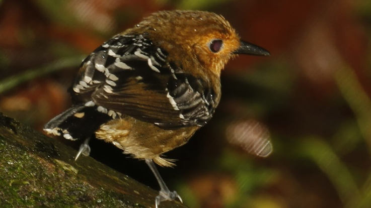 Mudanças climáticas reduziram diversidade genética de pássaros na Amazônia nos últimos 400 mil anos. 
O estudo desses eventos pode contribuir para estratégias de mitigação e proteção da biodiversidade [...]. Saiba mais: abori.com.br/amazonia/diver…

@abcdusp @borinasredes