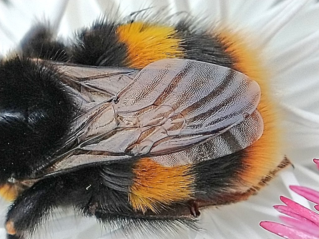 Three stages of #macro on this resting bumbler 😊 #bee #insects #bumblebee #nature #wildlife #thephotohour #macro