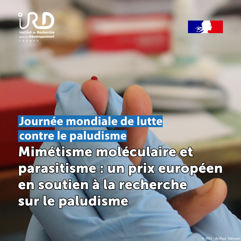 #WorldMalariaDay |🦟🛑 Déjouer les stratégies de mimétisme moléculaire du parasite du #paludisme : Arthur Talman (@amtalman), biologiste de l’#IRD @MIVEGEC, vient de recevoir une bourse Advanced Grant @ERC_Research 🏆🇪🇺 pour son projet intitulé Trojan. 🔗ird.fr/mimetisme-mole…