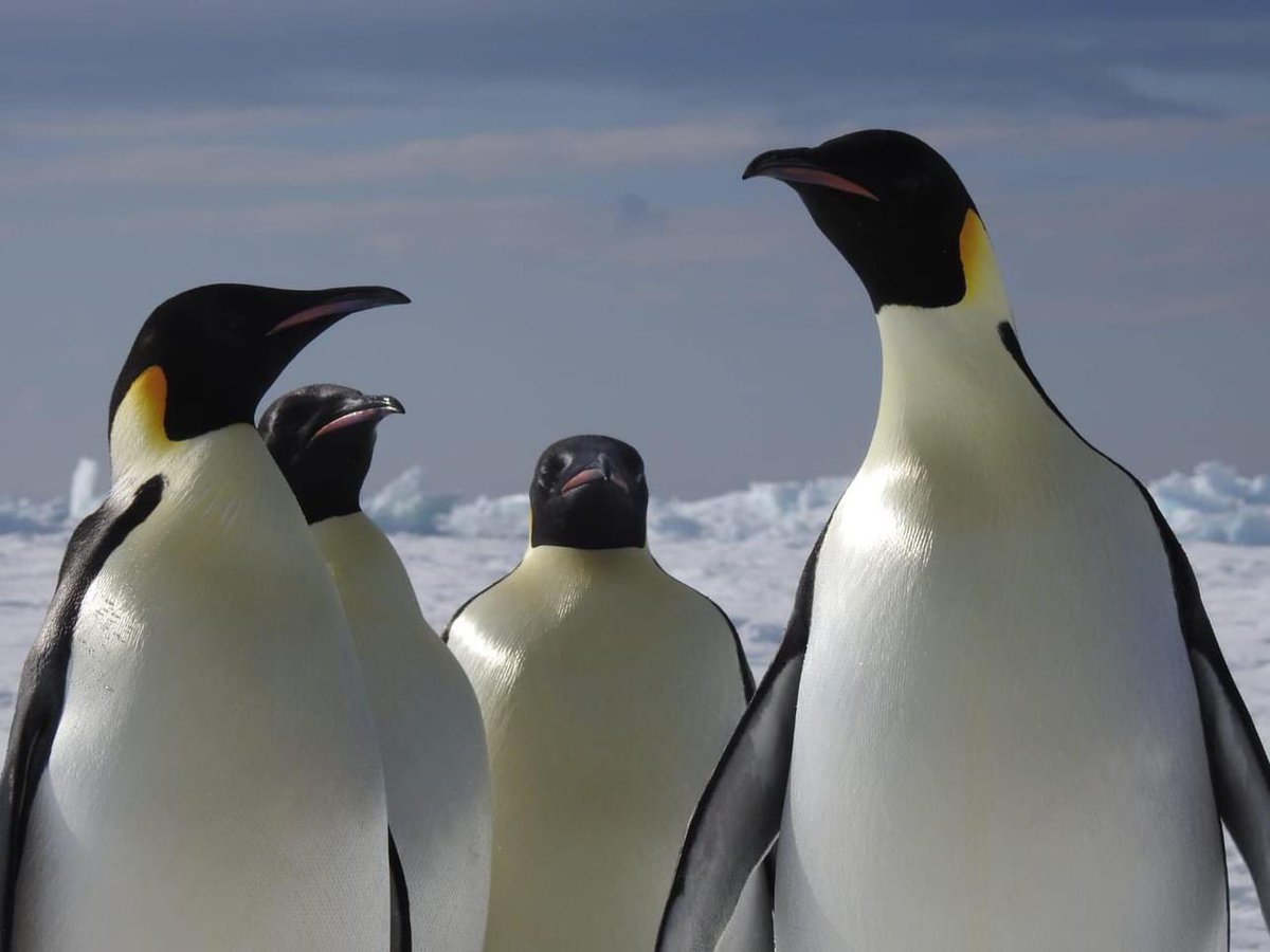 Today is #WorldPenguinDay🐧 🌍 Observed the world over, the day recognizes this unique type of bird. The Day is a celebratory and educative initiative that encourages people to learn more about penguins & the world they live in. Thanks to RNBWS members for these photos! #Penguin