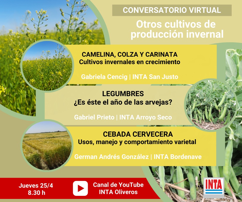 🔰 Compartimos el Conversatorio Virtual Regional de hoy sobre ”Otros cultivos de producción invernal” para consultar y revivirlo en nuestro canal de Youtube del #INTA Oliveros ▶ youtube.com/live/ntrNrMcQt… @INTARafaela @INTArecon @intaextension