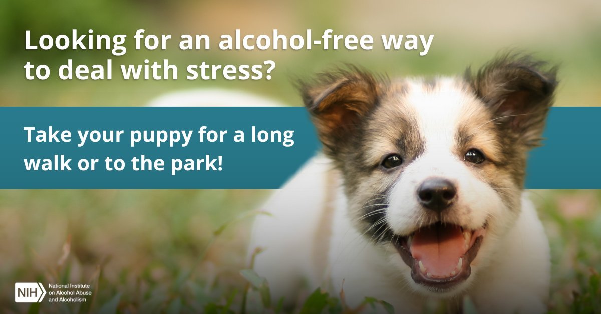 Drinking alcohol to cope with #stress can harm your health. Try an alcohol-free way to deal with stress, like taking your puppy for a walk! #AlcoholAwarenessMonth