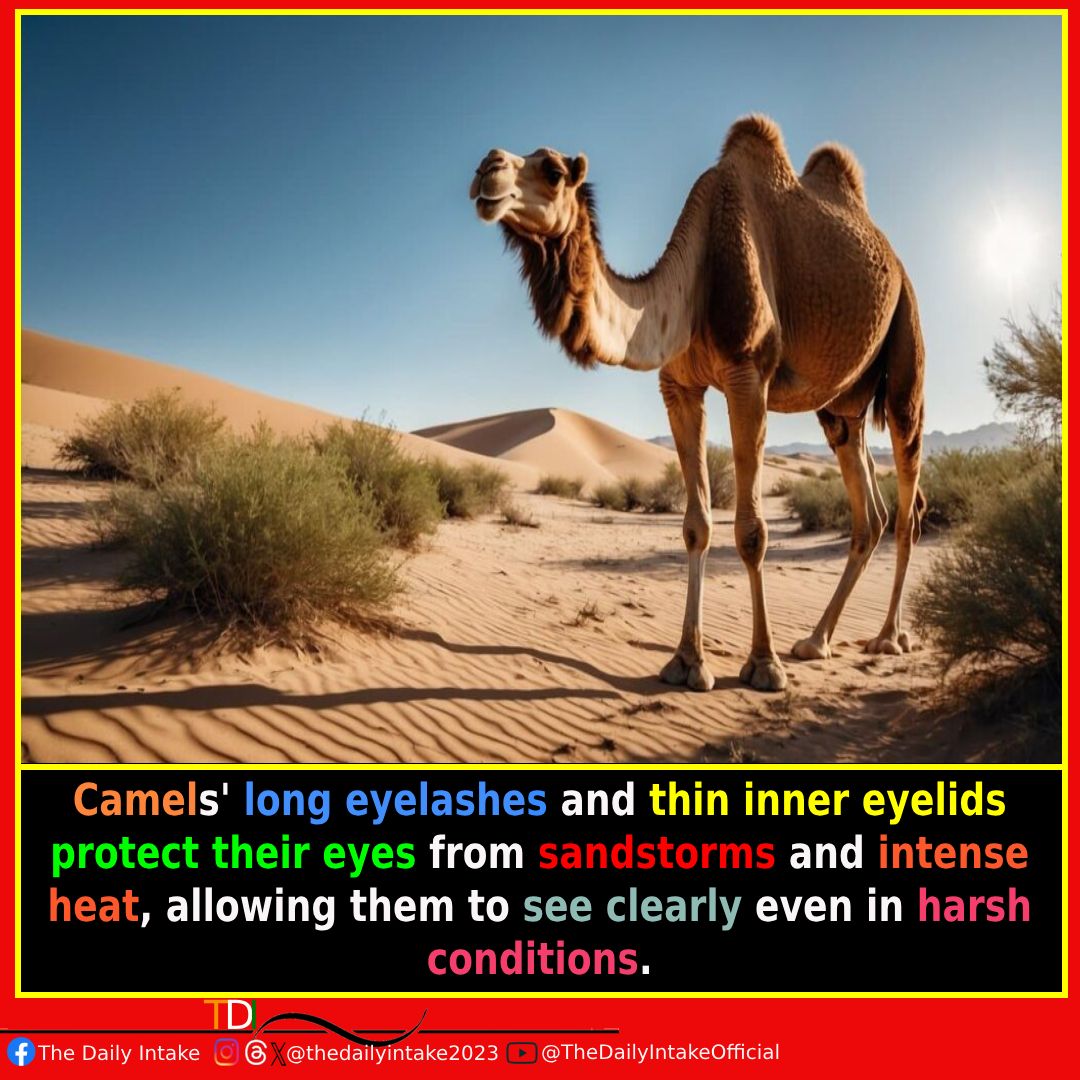 Eye-Catching Adaptations: Camels' Secret to Survival 🐪 #CamelVision #DesertSurvivor #Sandsafe #NatureNecessities #EyeProtection #WildlifeWonders #TheDailyIntake