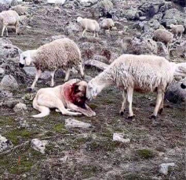 Овца теши овчарског пса након што се борио са вуковима да одбрани своје стадо. Слика која има много тога да нас научи.