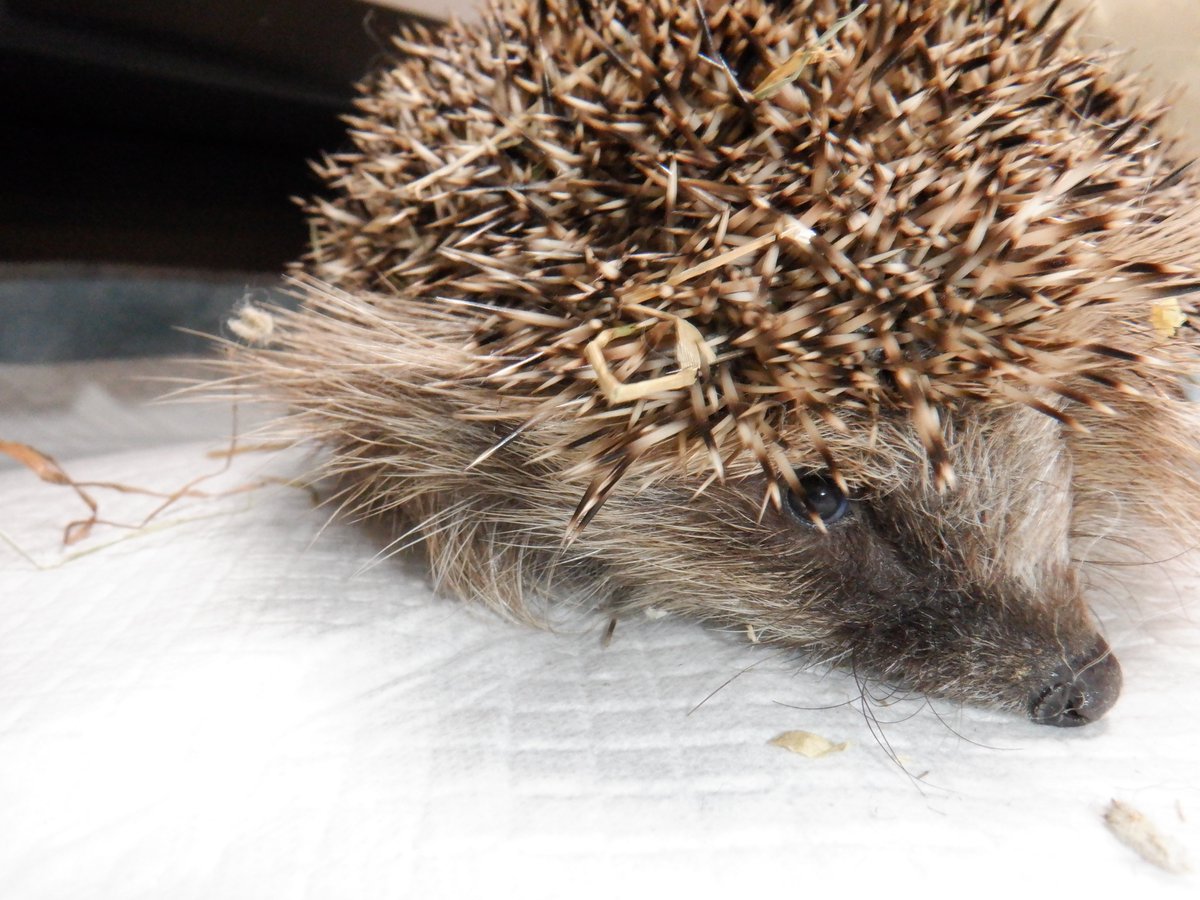 A hedgehog's spines are a great defence. Held errect, they are needle sharp and will usually be enough to deter any would-be attacker. But if the hedgehog is really terrified, they can criss-cross the erect spines, making the armour even more formidable, and causing more damage