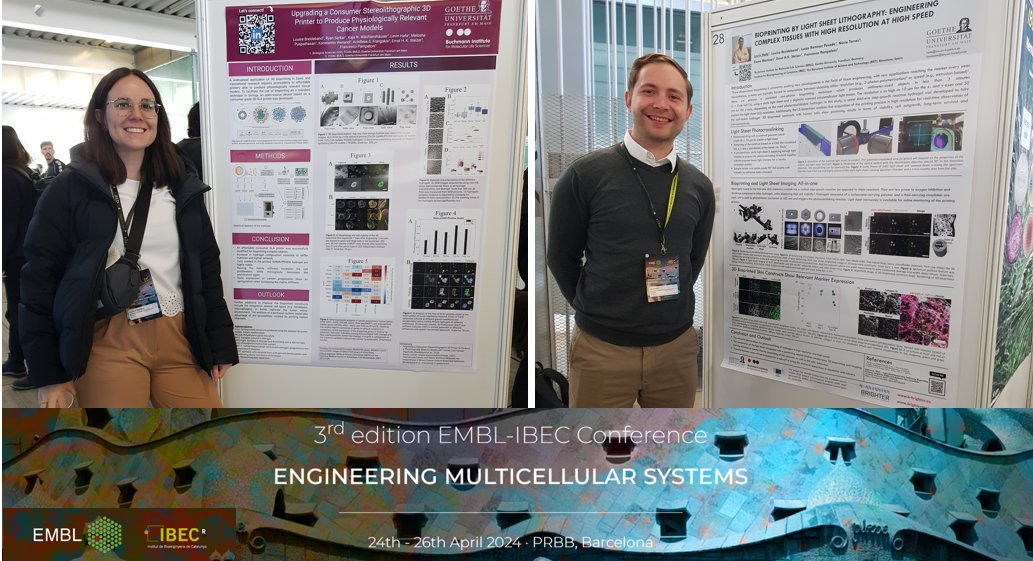 👉 B-BRIGHTER is at the 3rd edition EMBL-IBEC Conference: Engineering Multicellular Systems, this week in Barcelona, with 2 posters and a flash talk from @goetheuni researchers. Fruitful discussions with top researchers showcasing our 3D-bioprinting system🔬! #EMBL_IBECConf 🧵👇