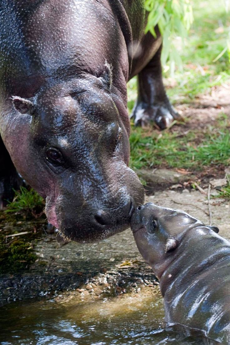 Mother and baby,🦛🩶