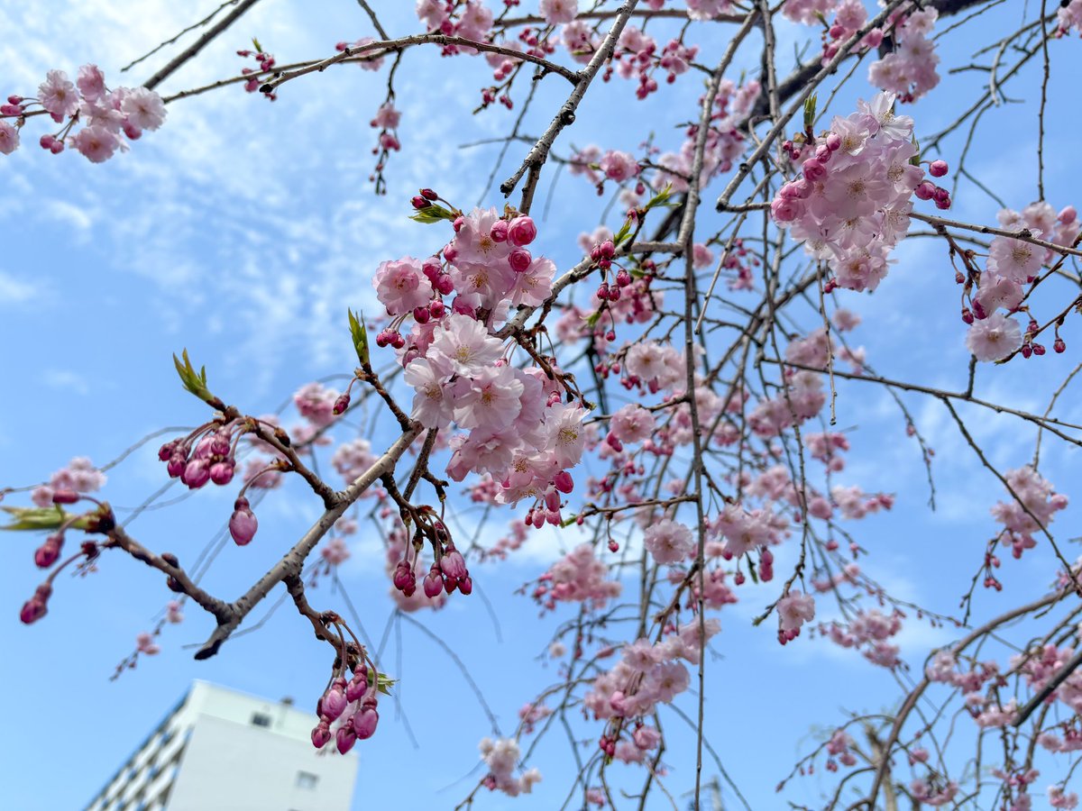 廉くん、桜おわっちゃって寂しいね🥲
うちあげ花火の日に近所で撮影した八重桜を見てください🌸
#ながせのつぶやき
#永瀬廉