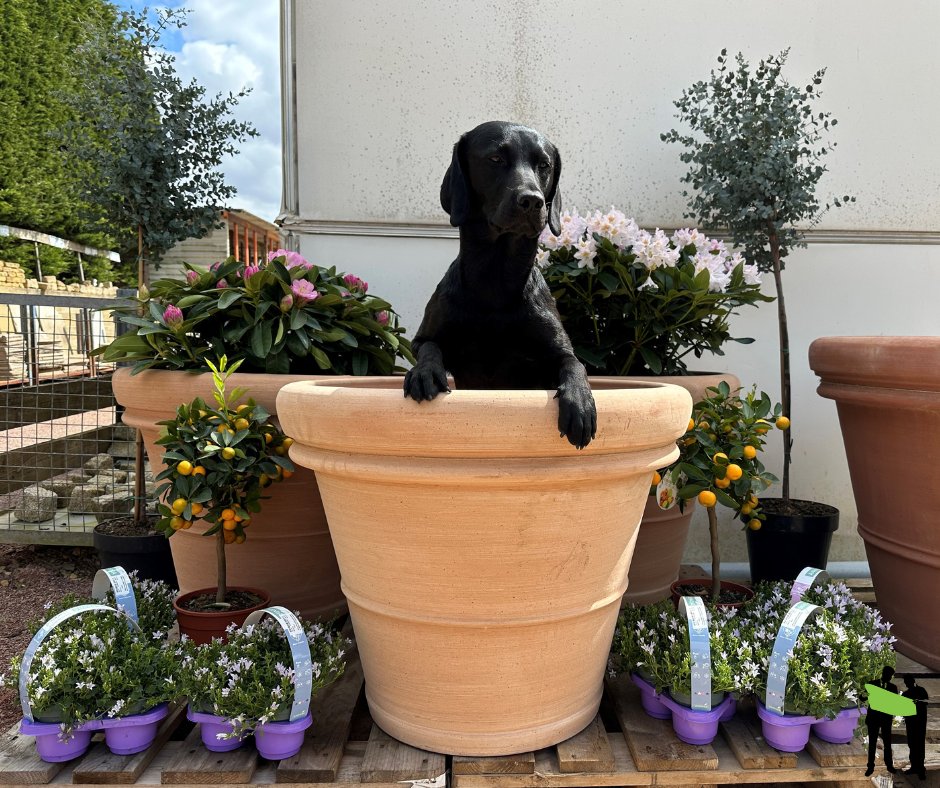 Sybil is here to tell you that we have some new pots in stock!🪴

We have a range of pots, plants and garden essentials ready for you to take home!

Come down today to get yours!

#HickmanBrothers #NewStock #Planting #Gardening