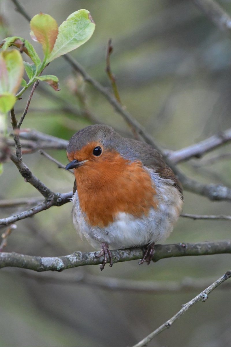 Robin Bude Cornwall 〓〓 #wildlife #nature #lovebude #bude #Cornwall #Kernow #wildlifephotography #birdwatching #BirdsOfTwitter #TwitterNatureCommunity #Robin