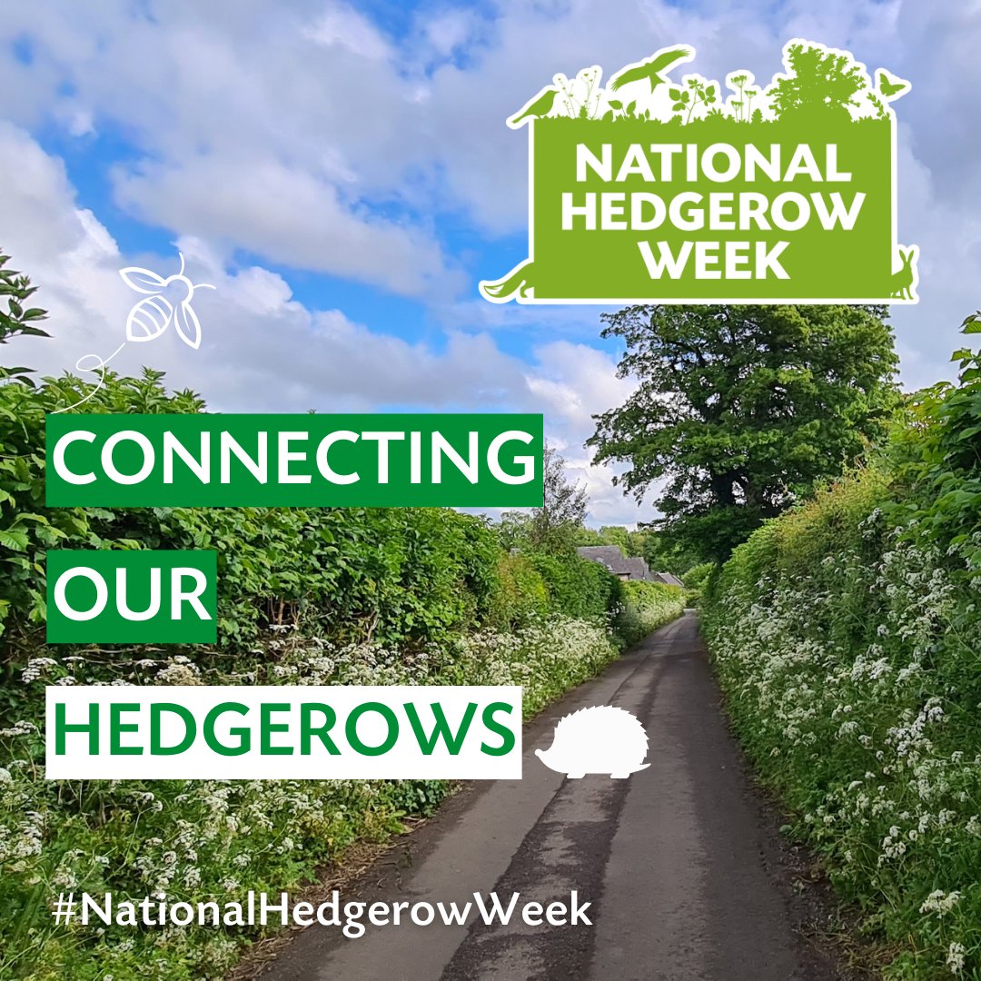 Coming soon... National Hedgerow Week 2024 is 6th-12th May! We'll be celebrating all the joy of hedges and all the connections they make! Let us know how you will be getting involved: #nationalhedgerowweek