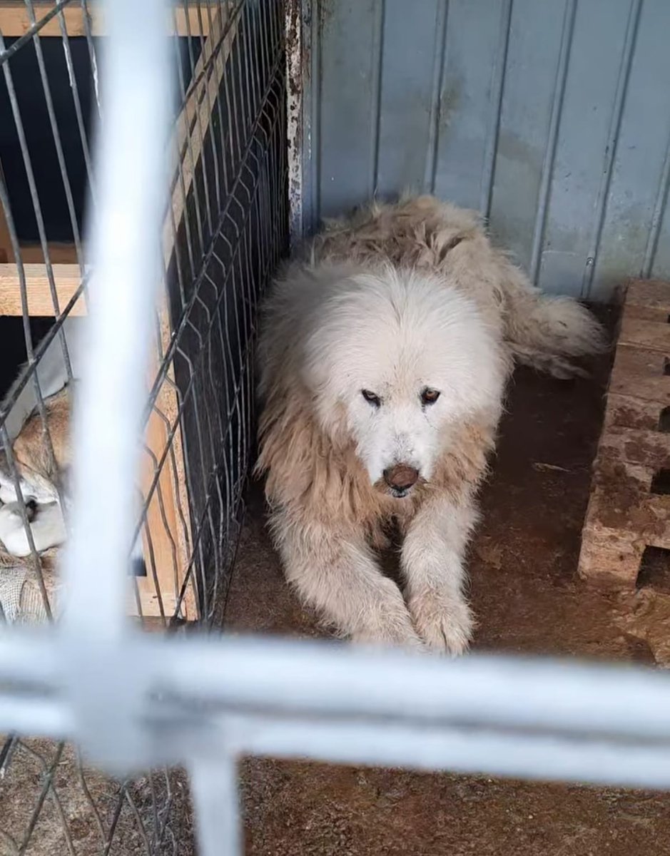 Some news from one of the Rescue's we post. Could anyone help? This poor boy is in Lancrăm at the age of 16 and will die here. Nobody will take him out because he's not homeable as too old to travel. The poor boy has nobody Rescue isn't about just homing dogs Anyone can do that