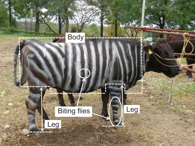 Scientists believe that the function of zebras' stripes are to deter insects, so a team of researchers painted black and white stripes on cows. They found that it reduced the number of biting flies landing on the cows by more than 50% 

[full paper: buff.ly/2Iwp6nj]