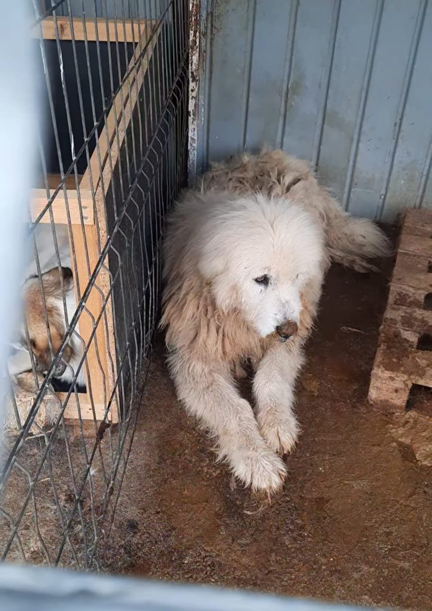They were talking and want to offer him a lifeline at the Gandalf shelter for his final days. A warm place with love and food. We think he will have to be by himself at first. Is there any help out there?
#rescueoperation #HelpingHand #dogsoftwitter #SeniorCare