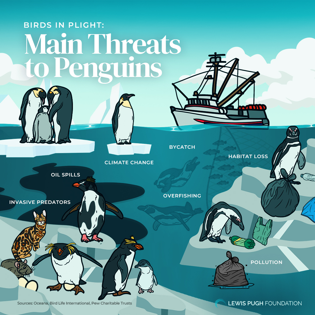 Precious. Unique. Vulnerable. Learn about the top threats facing penguins this #WorldPenguinDay 🌊👇🐧