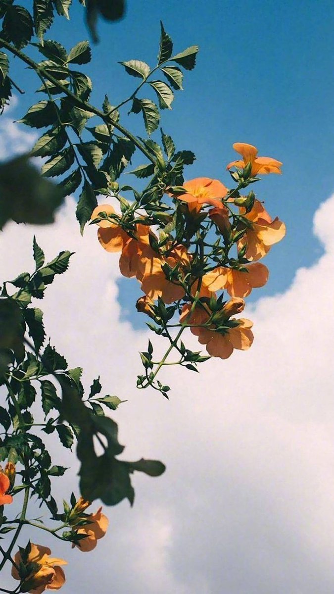 Flower photography

Share a #Singleflower