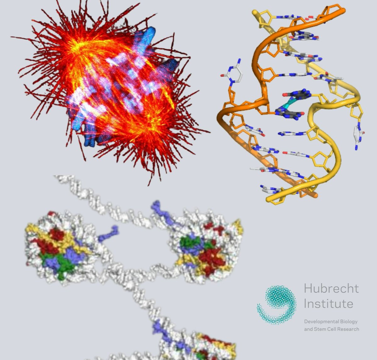 Happy World DNA Day! Today we celebrate the historic discovery of the DNA double helix and the completion of the Human Genome Project, as well as current advancements within genomic research also within our own institute!