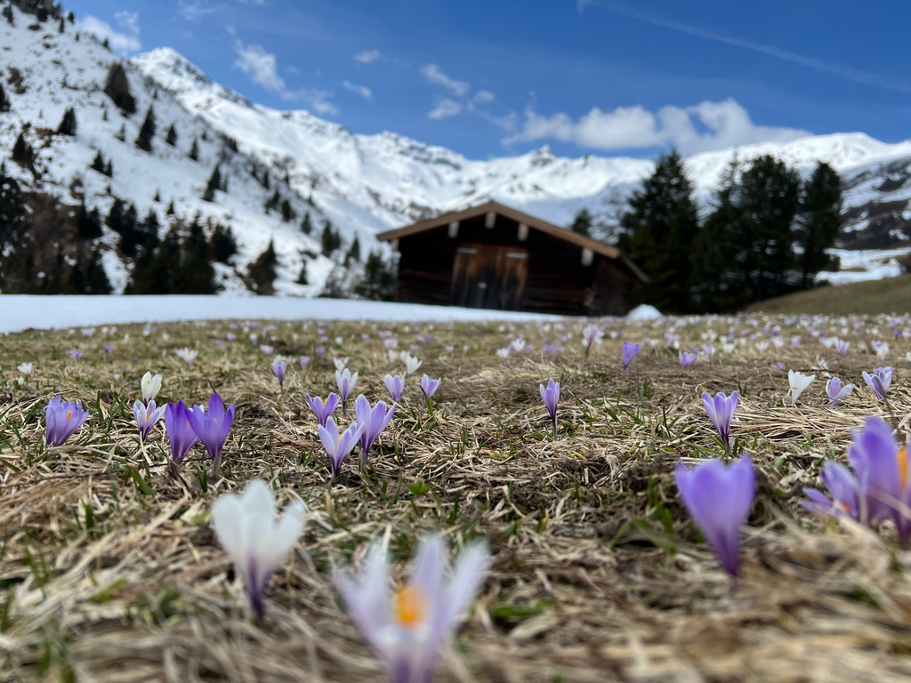 💜🌼 Ein Meer aus Krokussen im Tuxertal ⁠
Diese kleinen Boten des Frühlings verwandeln die Wiesen in ein Meer aus Farben 😍⁠
#tuxfinkenberg #lovetux #stammgast