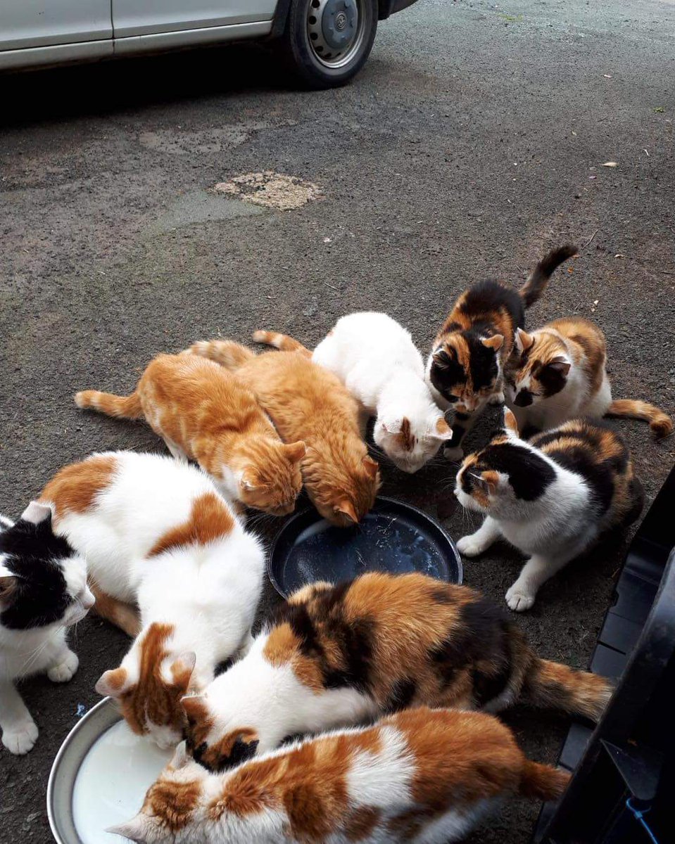 We’ve had a lovely update from one of the feral colonies we support. 
They loved seeing their feral cats in the feral appeal film and are very grateful for everyone’s support 😻If you wish to 
 donate 
justgiving.com/campaign/feral…
#catvibes  #cats #cats #feralcat #feralcatsneedlovetoo