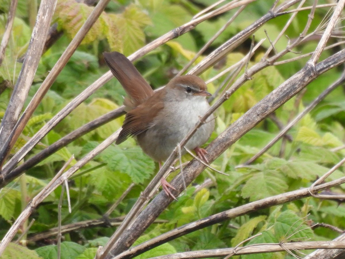 Cetti's Warbler currently showing well again this morning behind Workshops @RSPBSaltholme @teesbirds1