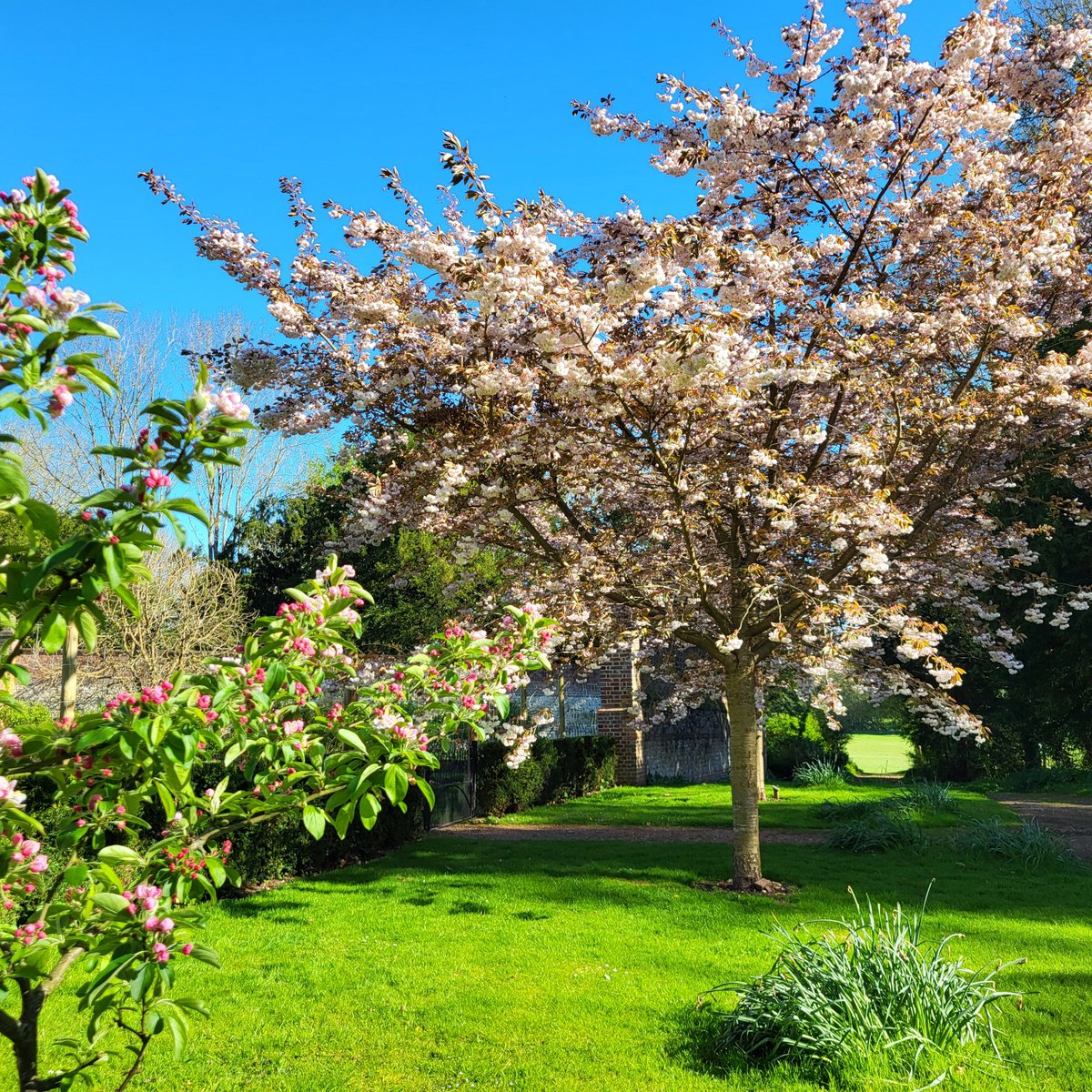 Join us over the weekend to enjoy the fabulous bluebells and blossoms on display. Our Saturday programme includes a screening of Fiona Stafford's talk on Spring Flowers in the Library (3.30pm), or you can join a Garden tour from 12pm on Sunday. Included in the price of entry.