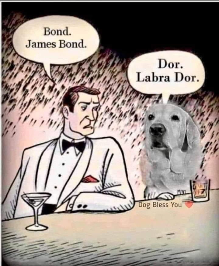 Some humor to lighten up your day!
#defencewardsmatrimony #defencematrimony #shaadi #matrimony #army #navy #airforce #defencegrooms #defencebrides #armedforces #weddingbells #indianarmy #indiannavy #indianairforce #viral #trending #relationships #grooms #brides #love #JamesBond