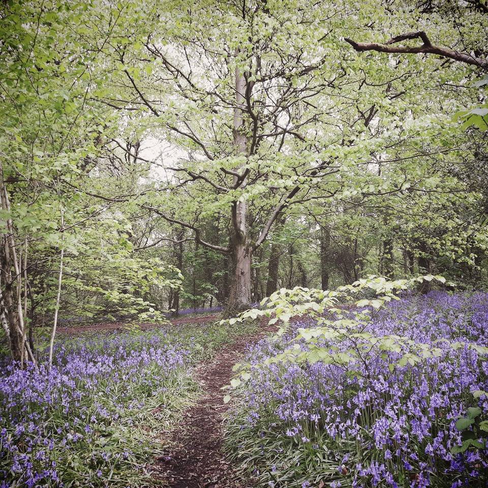 Short🧵 BEST BLUEBELL WOODS - See a stunning sea of blue this spring. Discover our best woods for bluebells -@WoodlandTrust But help us to look after them by sticking to paths & avoid treading on or near bluebell plants! woodlandtrust.org.uk/visiting-woods… 🏴󠁧󠁢󠁷󠁬󠁳󠁿Clychau'r gog / Bluebells 1/