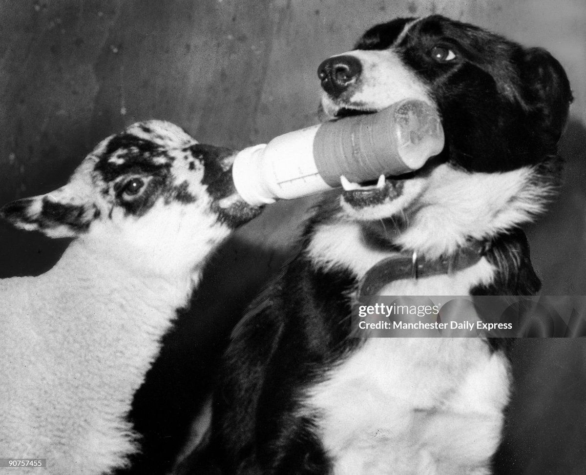 Jaff the sheepdog is mother to two orphan lambs on the farm of Robert Davies at Glascoed, near Abergele, North Wales. (1977)