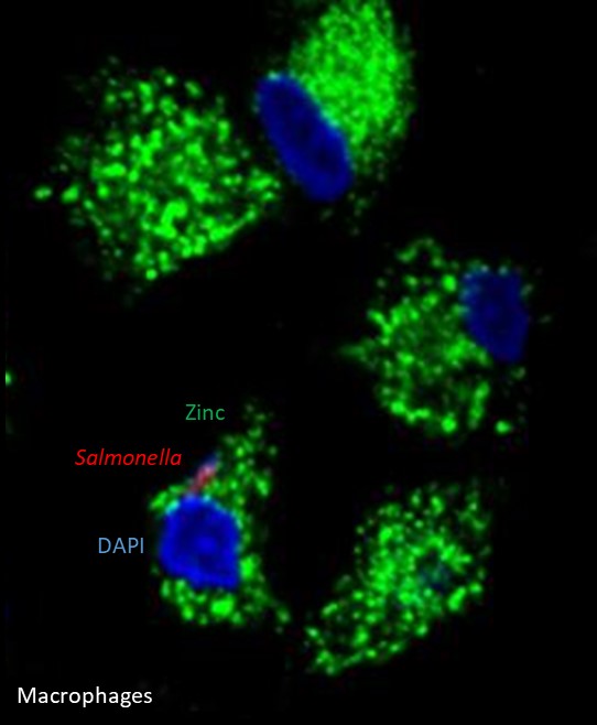 [Job] PhD – The role of metal ions during hist-pathogen interactions frenchbic.cnrs.fr/2024/04/25/phd…