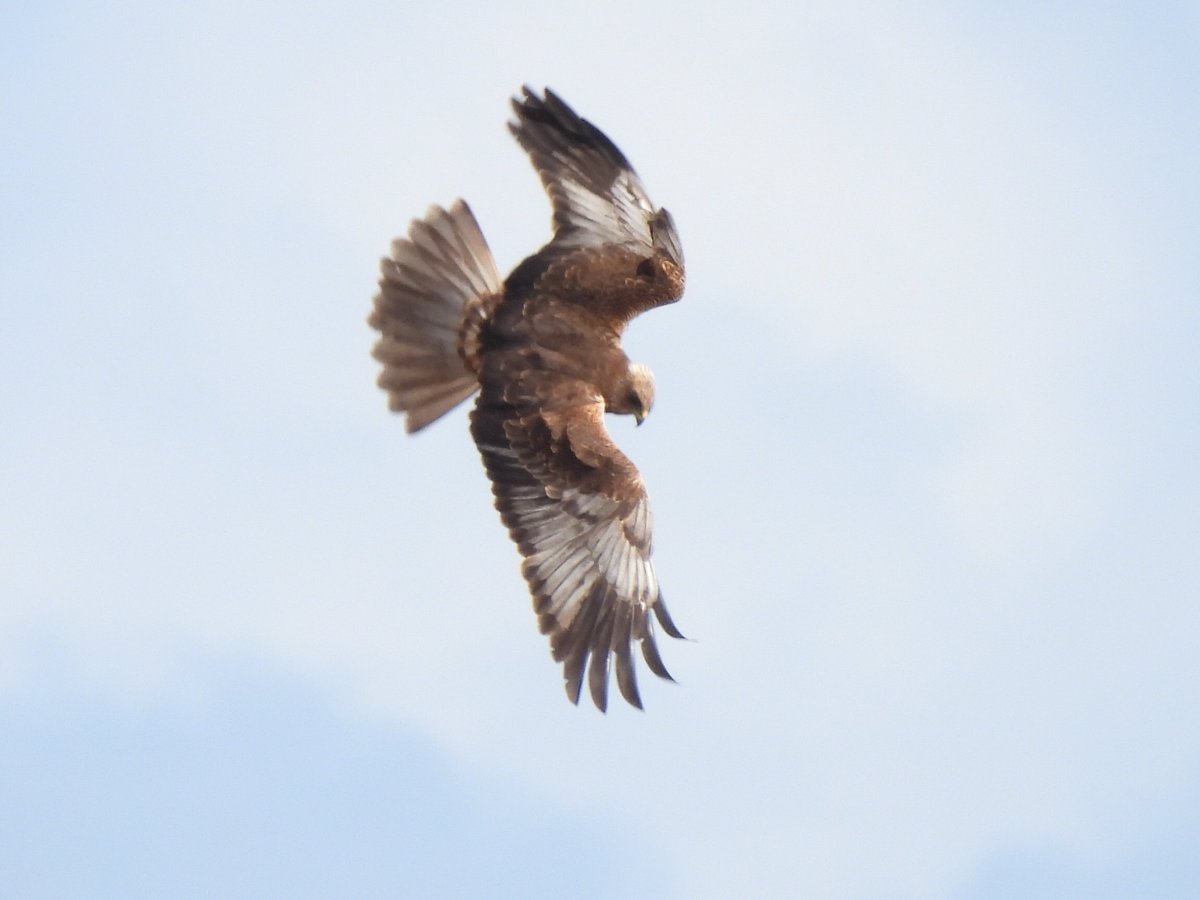 Marsh Harrier male currently hunting over reeds at Wildlife Watchpoint @RSPBSaltholme @teesbirds1