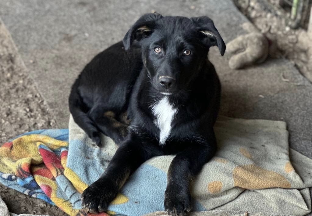 Indigo is currently in Romania but ready to travel. She is about 4 months old and is a typical pup, friendly to everyone and playful. Very sweet. She is fully vaccinated, blood tested and microchipped. Passport and health certificate. finalstoprescue.co.uk