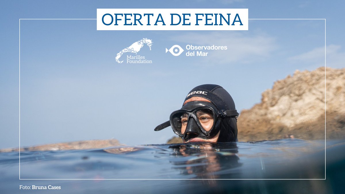 📢OFERTA DE TRABAJO 🤿 ¿Te apasiona el mar y su conservación? ¿Tienes una titulación de buceo y buenas habilidades comunicativas? Marilles i @obsdelmar buscamos 3 personas para trabajar durante 6 meses a media jornada. Consulta las condiciones aquí👉 marilles.org/es/post/oferta……