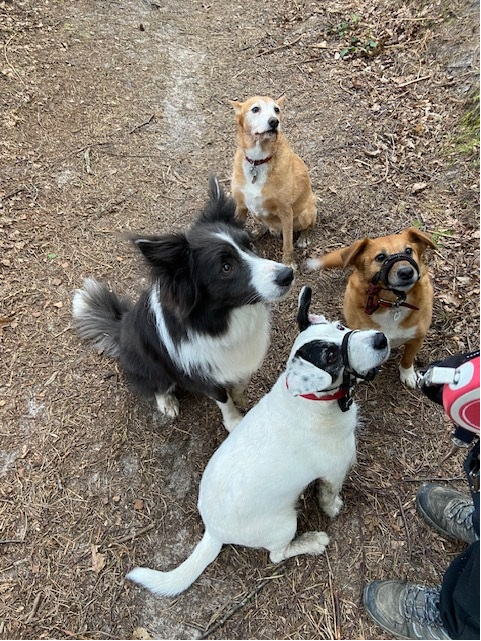 Merlin out with his boyz...
#writingcommunity #amwriting #booktwitter #bookx
#bordercollie #colliesoftwitter #lovecollies #authordogs #xdogs #xcollies #readingcommunity