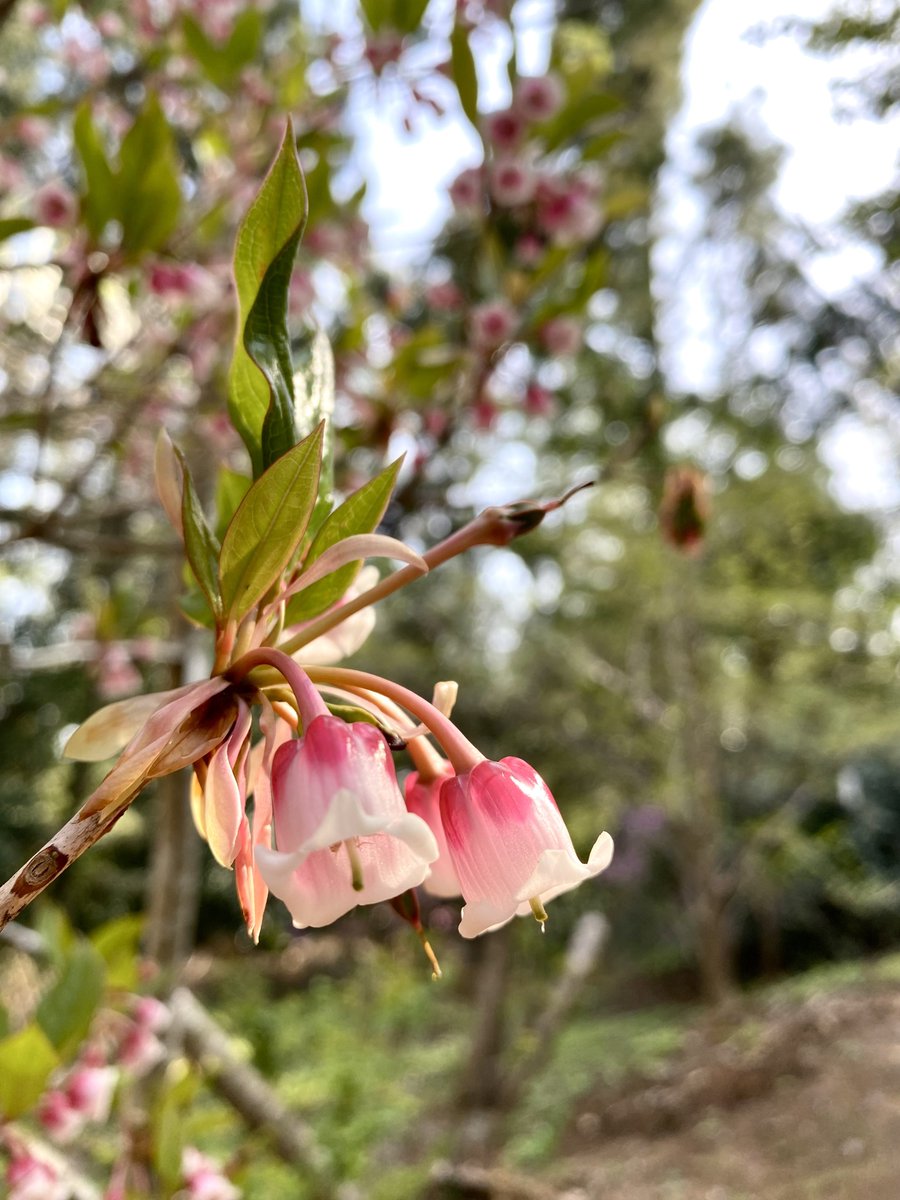 こんばんは🙇‍♂️

今日も一日お疲れ様でした🙇‍♂️

今日も一日に感謝して🙏

GW目前

防災や熱中症対策を万全に

安全と健康第一

I wish for peaceful days filled with smiles all over the world.🕊️

旅先の思い出✨
可愛らしい姿で皆んな仲良く✨
香港ドウダンツツジさん🤗🩷🤍