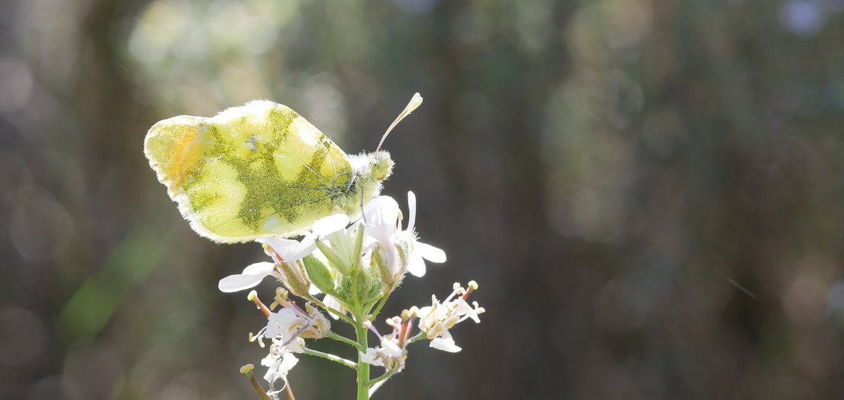 Sooty Orange Tip (Zegris eupheme, zuidelijk oranjetipje) last week in Spain. A rapidly declining species living in extensively used agricultural land.