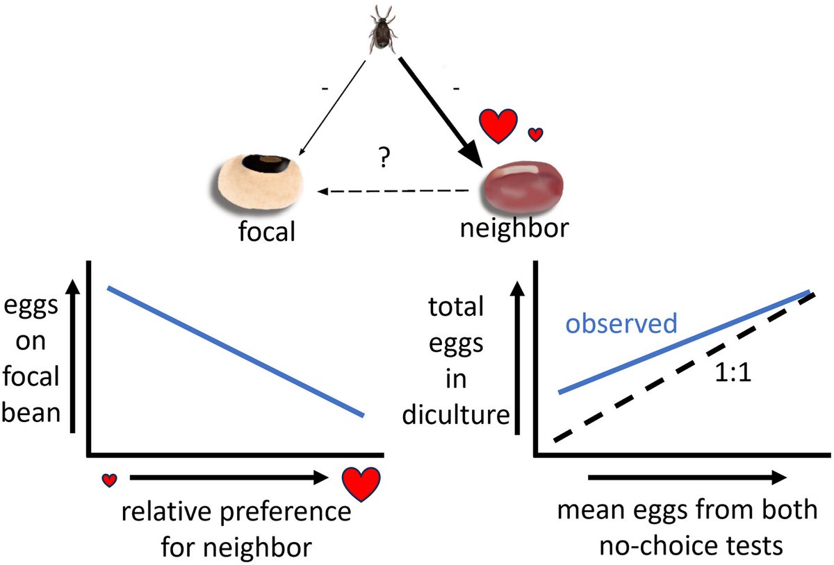 New work by @andychuck et al. finds that no-choice #oviposition preferences predict neighborhood effects among host plants in a model system: doi.org/10.1111/een.13… #Callosobruchus @baldwinwallace