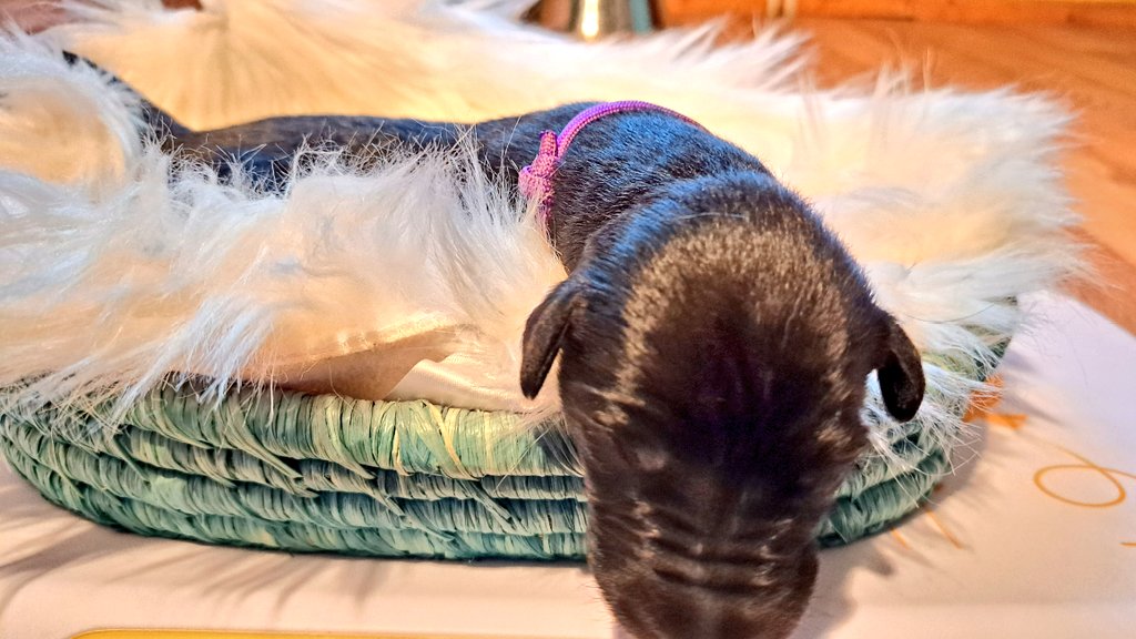 TullytheD's tweet photo. Hello everyone 🐾💞👋
The "little ones" are growing quick 😊
Everyone has already doubled their weight 🥳  just a quick update 🙃
Hope you're having a lovely day ❤️
#scottishdeerhound #Finchhill https://t.co/DHE7soIZ4Y