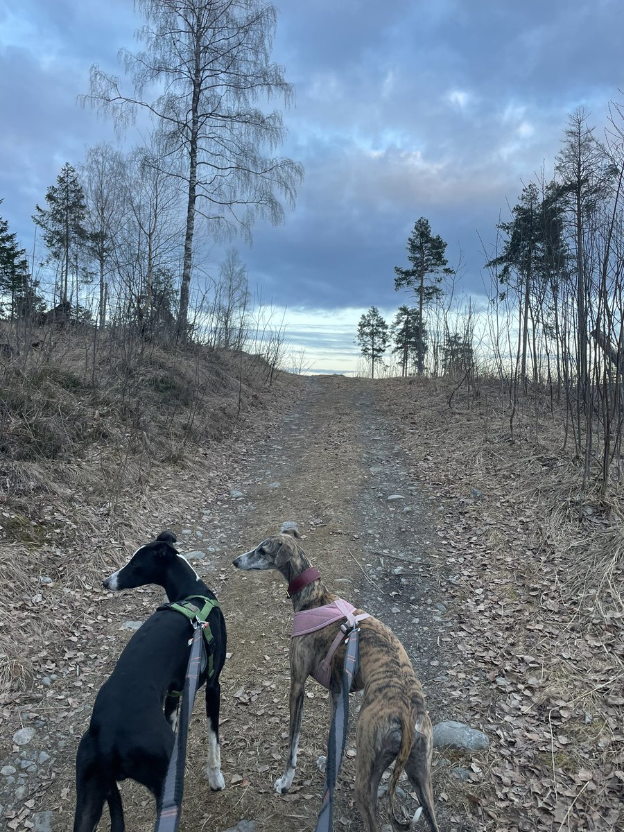 Linn T. Sunne tweet media