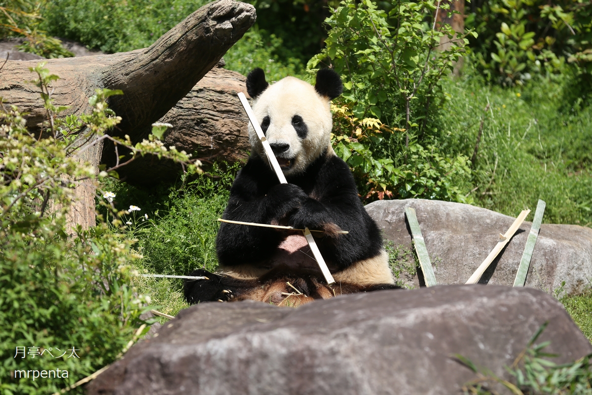 mrpenta1's tweet photo. #パンダ 観覧記録　2024.04.25
9:34　弁天門着
9:35　入園
9:40　シャオシャオ観覧待機列に並ぶ
9:44　シャオシャオ観覧開始
9:51　シャオシャオ観覧　1回目
9:57　レイレイ観覧待機列並ぶ
10:21　レイレイ観覧　1回目
10:26~10:33　リーリー観覧
退園 https://t.co/GMZuDcQHxh