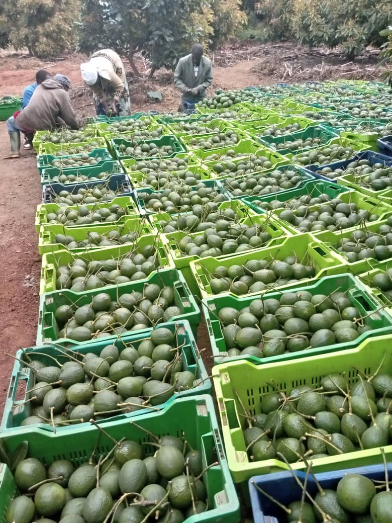 Growing avocados is like printing your own Money.. 🥑🥑🇹🇿🇹🇿